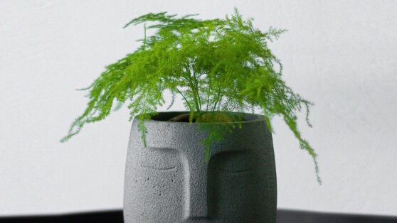    Как ухаживать за аспарагусом зимой, чтобы он не желтел и не сбрасывал листья: советы агронома Ирина Петрова