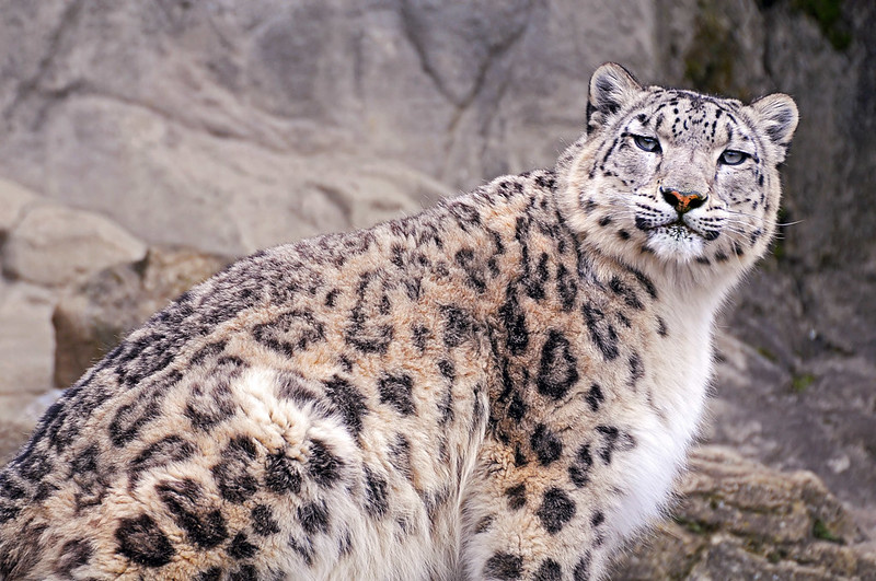 (с) Tambako thе Jaguar. 