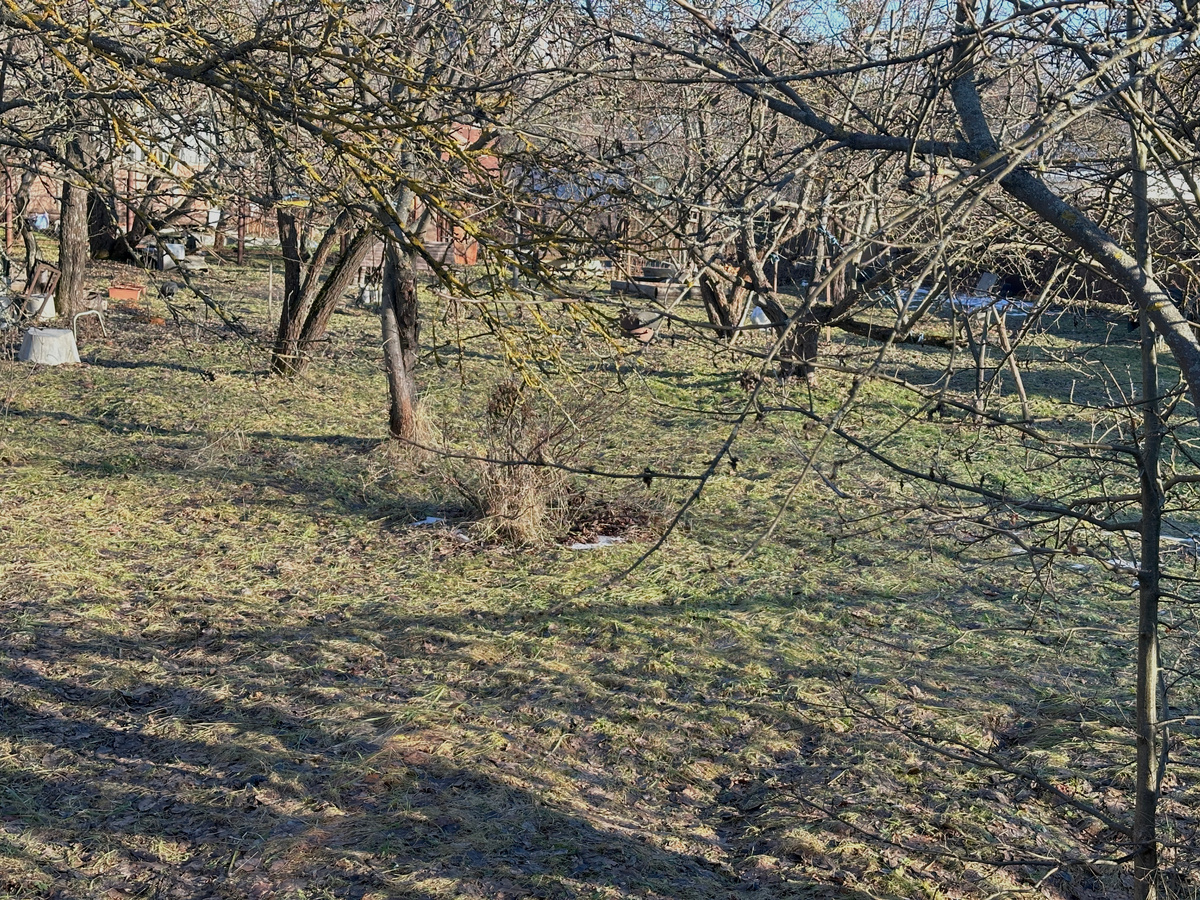 Подмосковнй сад.  Середина января! Тепло и солнечно.