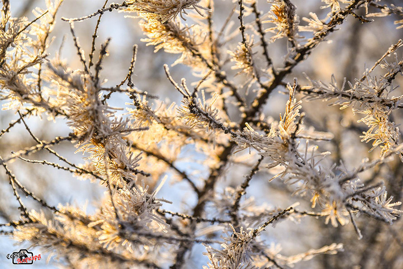 Мороз будет! Во вторник в Тверской области температура опустится до -11 градусов