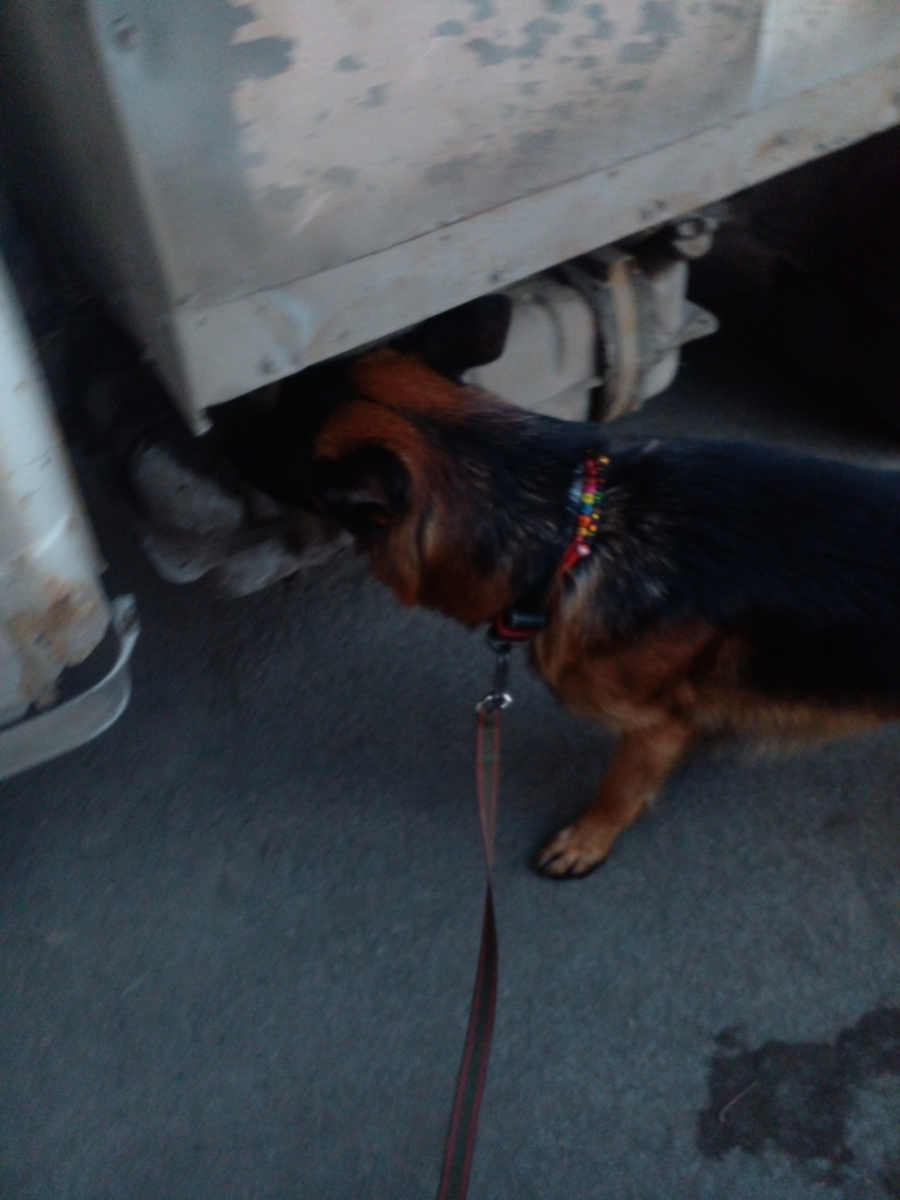 Асгерт вынюхивает фургон, фото автора. 