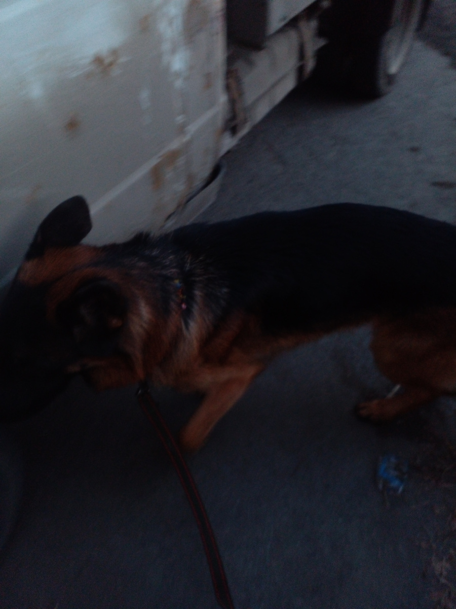 Асгерт вынюхивает фургон, фото автора. 