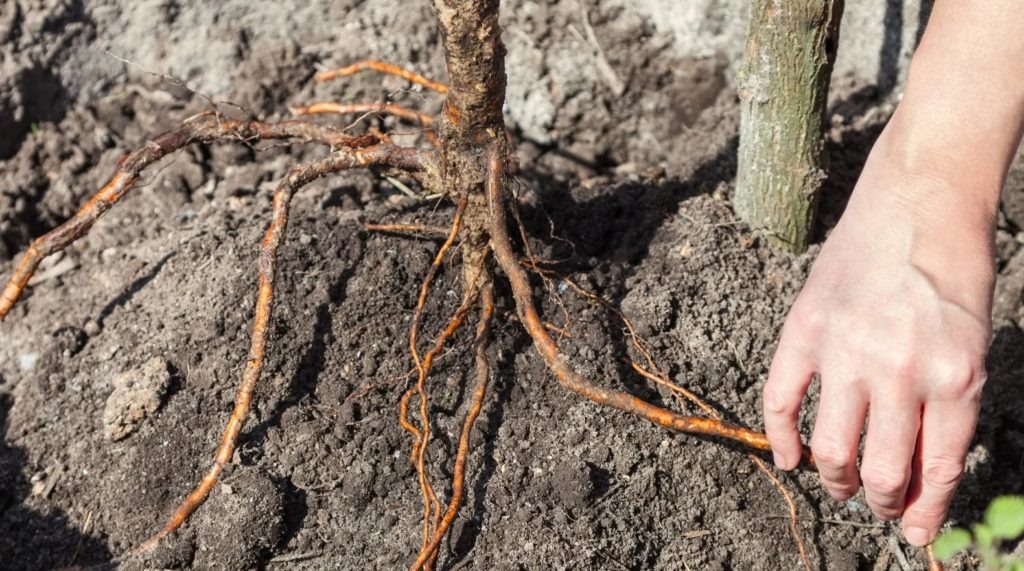 Фото из архива