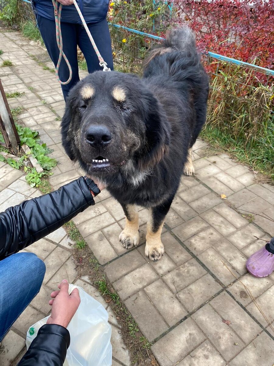 Вот таким нашли этого пса. Нет, он не слепой. Он просто наконец смог расслабиться