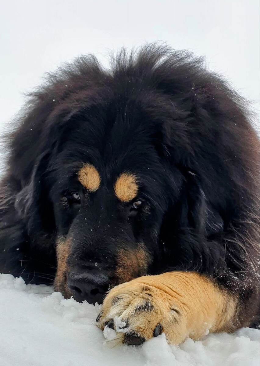 Я пёс породы Тибесткий Мастиф. И даже с нами может случиться беда....
