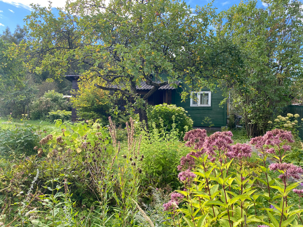 Мой сад в сентябре 