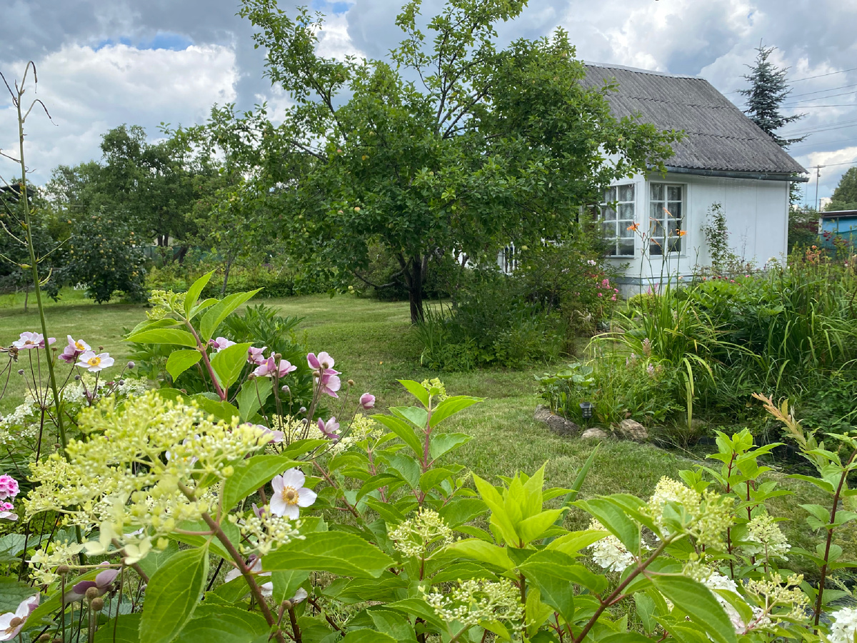 Мой сад в конце июля