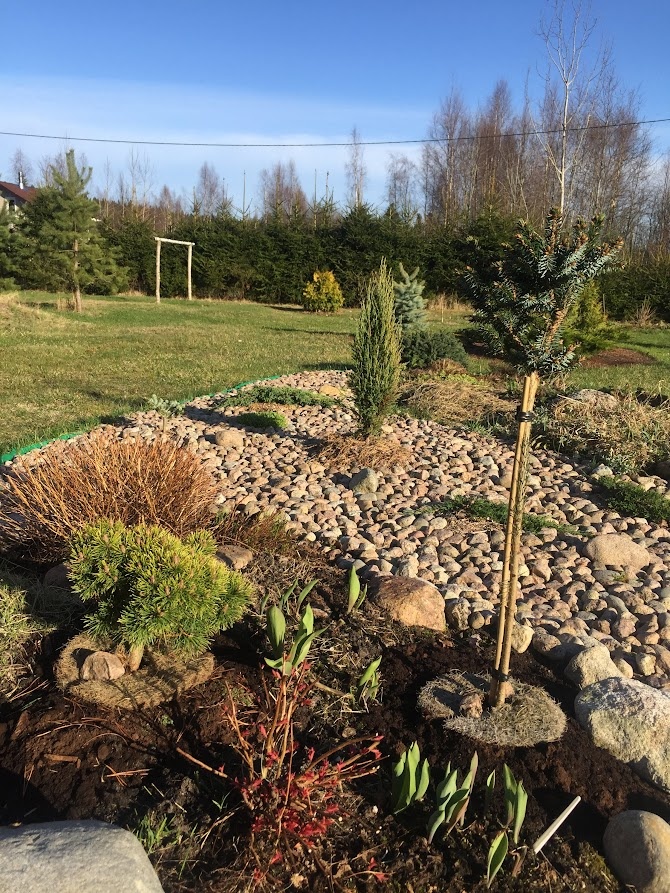 2018 Pinus mugo Ophir.