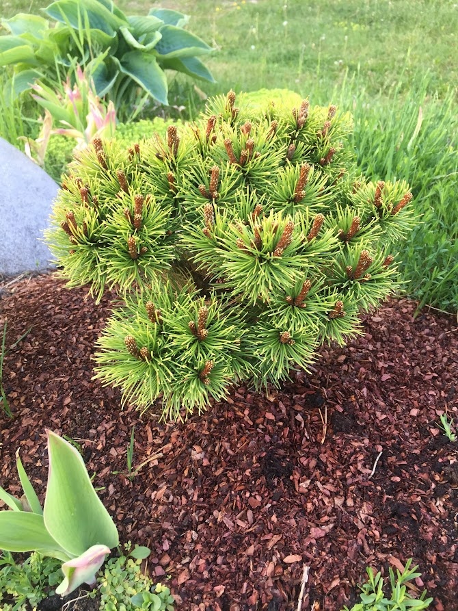 2018 Pinus mugo Ophir.