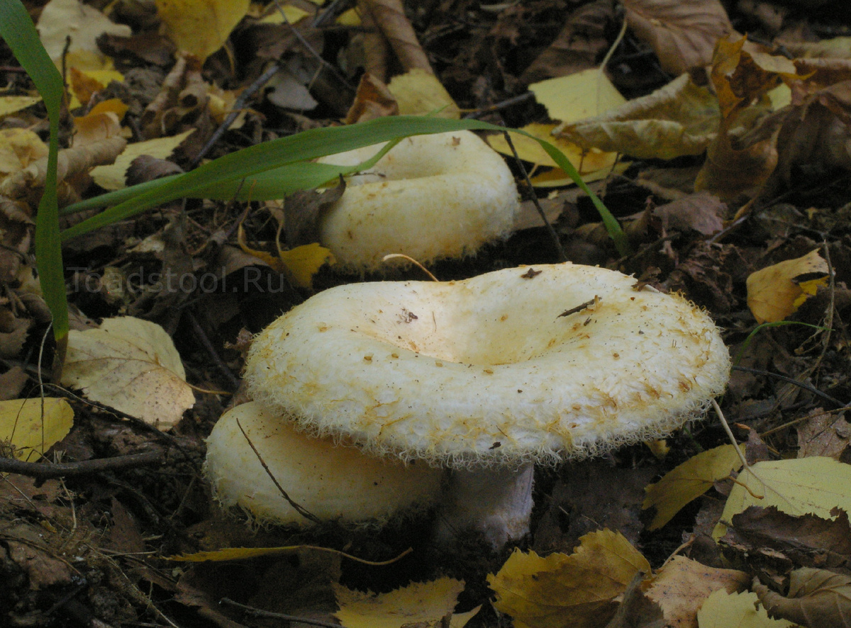 Милота бахромистая! Не совсем сибирский груздь, но уж точно не хуже (фото И.Лебединиского)