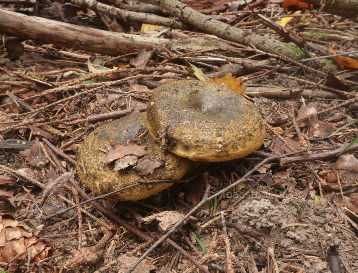 Вот такие они у нас теперь. И "чёрным груздём" не назвать - просто чернушки... (фото И.Лебединского)