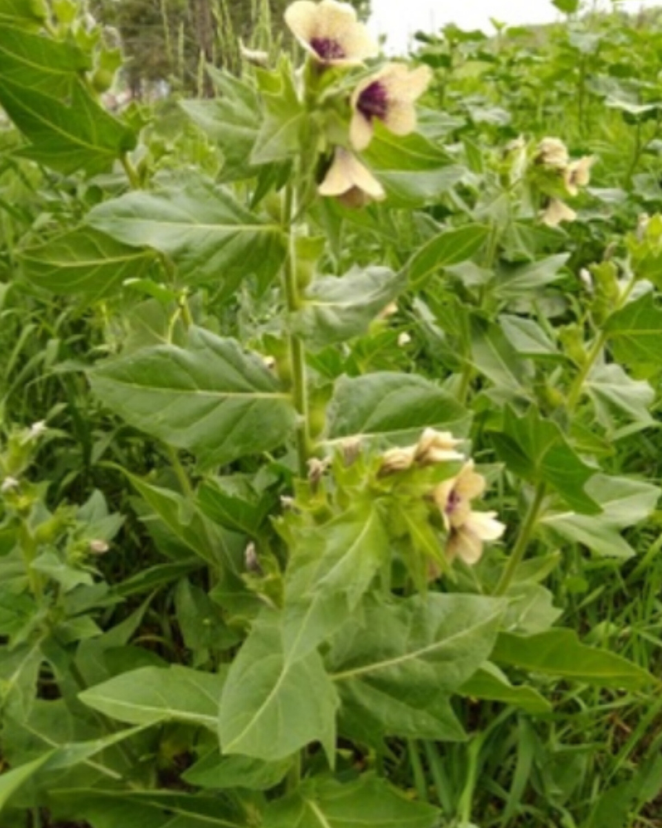 Белена чёрная