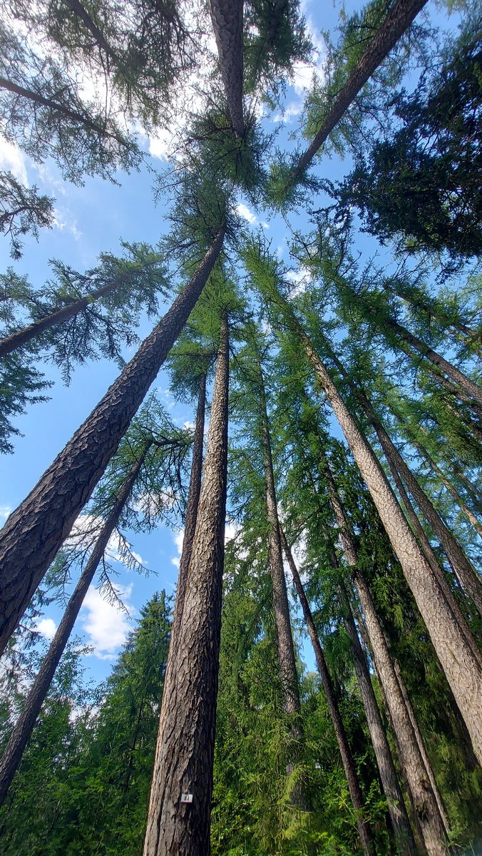 Фото сделано в июле 2024г.