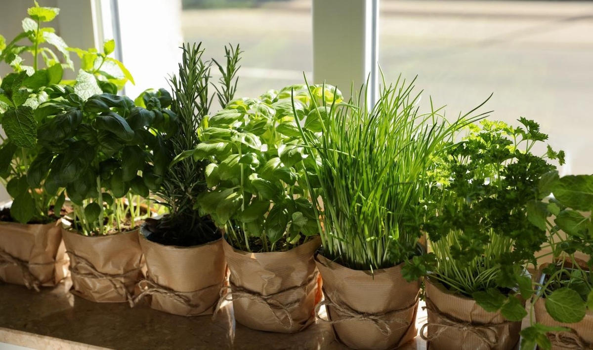 Как создать зимний огород на подоконнике: 5 причин, почему это стоит сделать прямо сейчас!