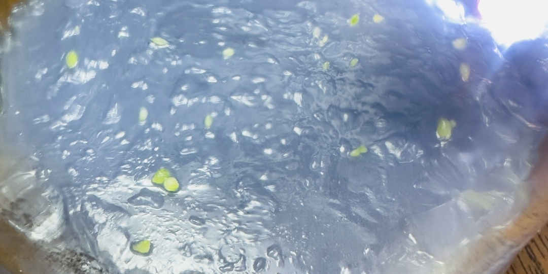 Опыт выращивания орхидеи из семян, пересадка протокормов ( часть 2)