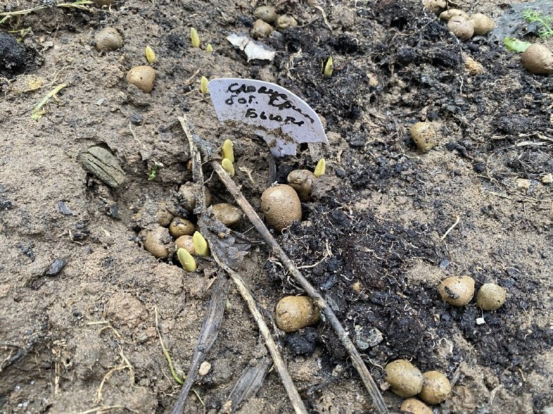 Крокусы, Январь 2025, Подмосковье, фото автора