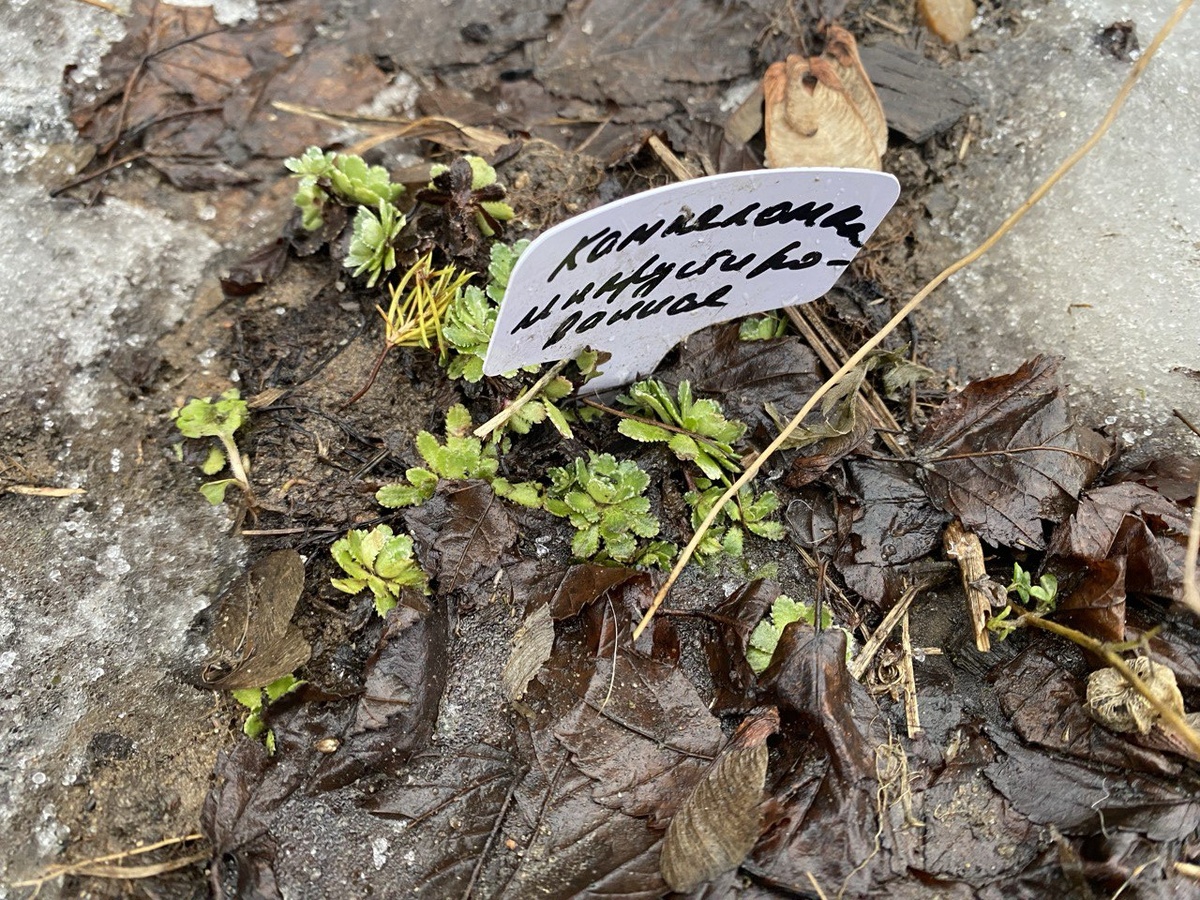 Камнеломка, Январь 2025, Подмосковье, фото автора