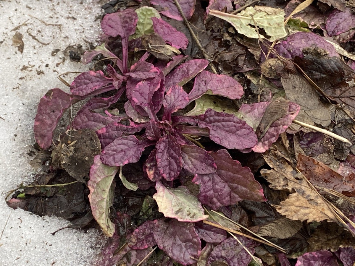 Живучка, Январь 2025, Подмосковье, фото автора