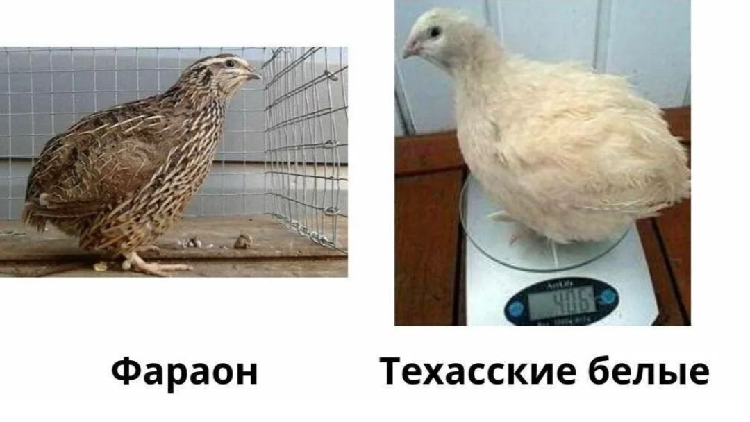 Картинка из интернета.