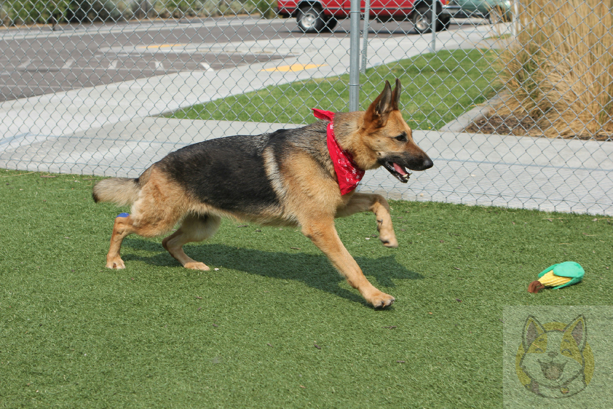 Немецкая овчарка