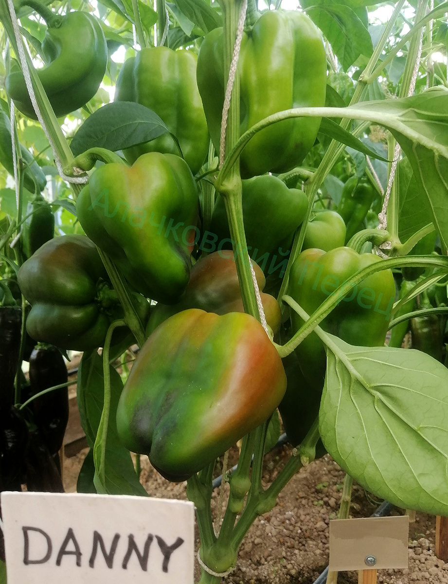 Danny (Дэнни) Очень интересно меняет окрас.