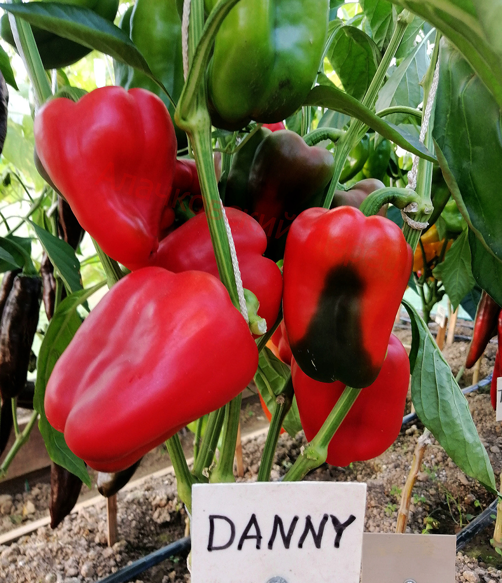 Danny (Дэнни) Через почти чёрный к алому.