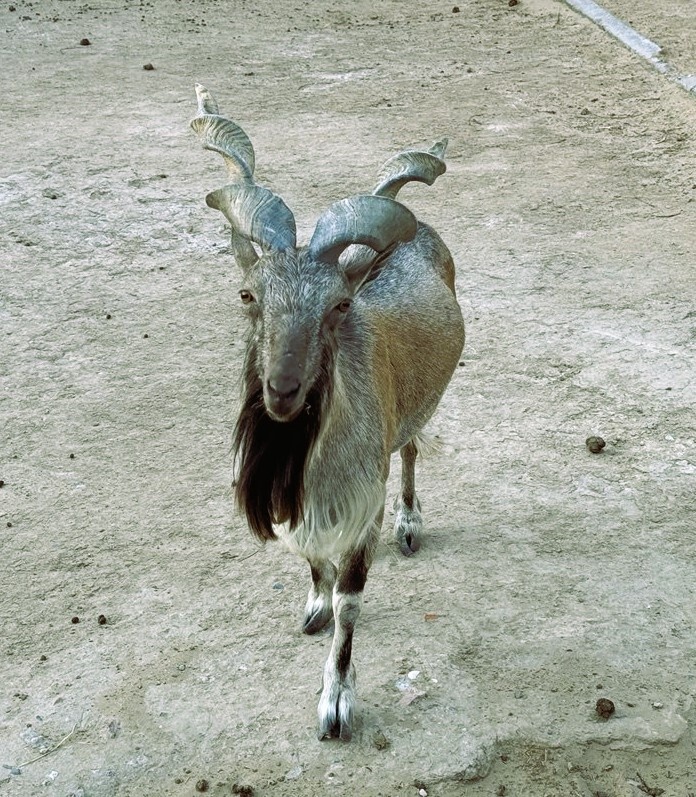 Винторогий козел или мархур зоопарка Баба Фрося.