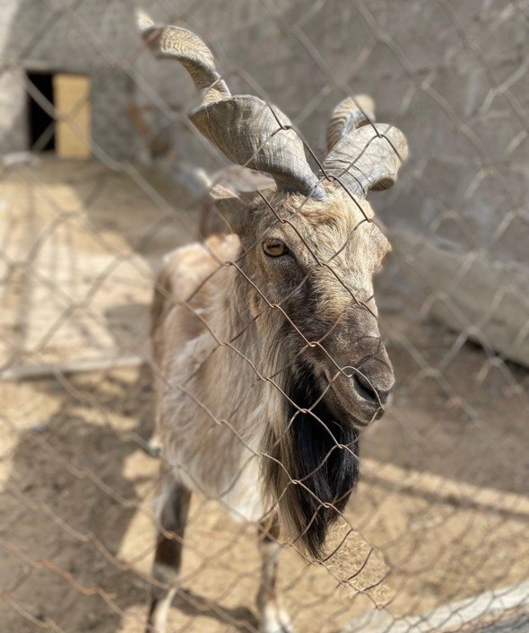 Тот самый великий и редкий мархур