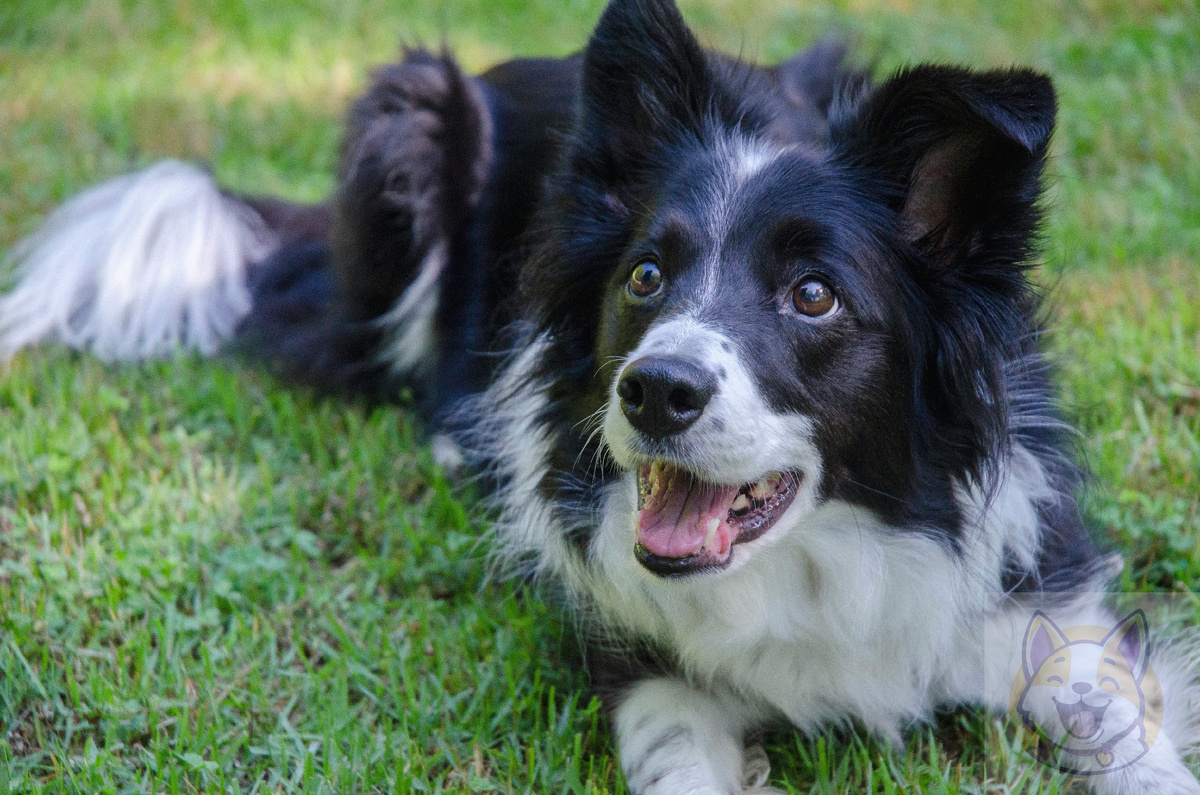 Бордер-колли