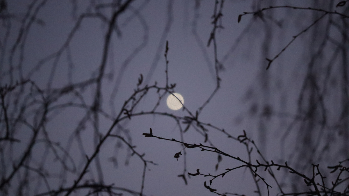 Венера запуталась в ветках 