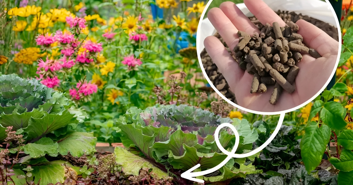 Яндекс. Картинки