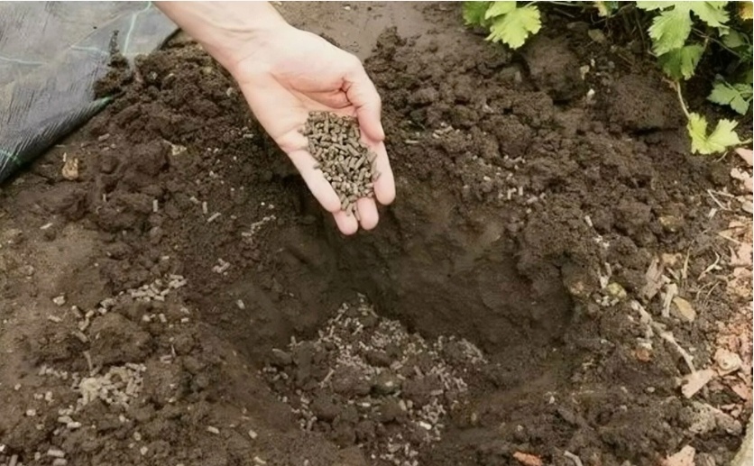 Яндекс. Картинки