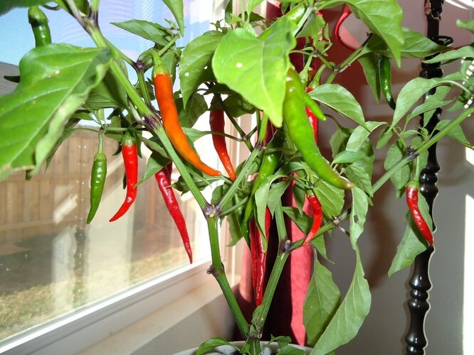 Перцы зимой больше не покупаю: как вырастить их прямо на подоконнике!