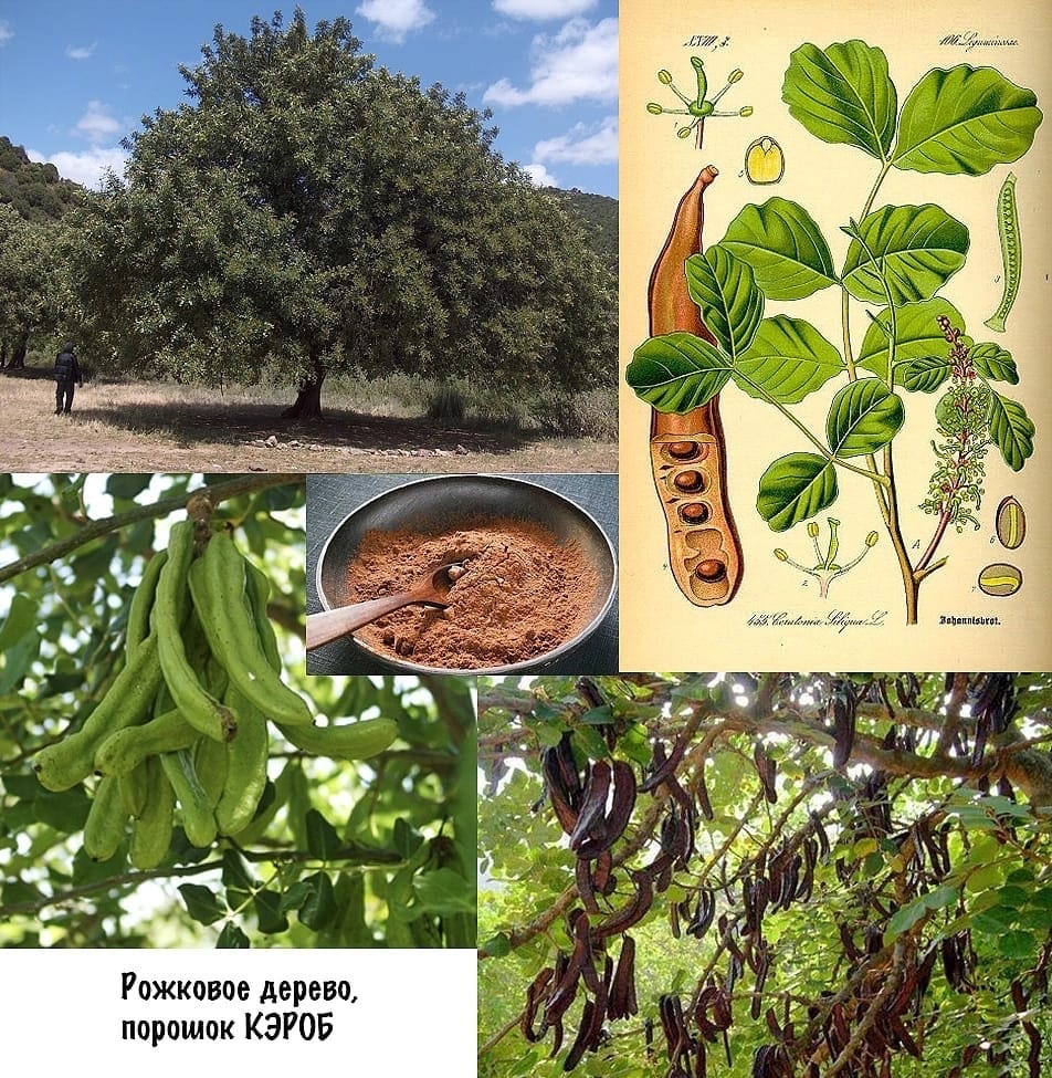 Как можно заметить, кэробом называют именно высушенные стручки,, а не семена, содержащиеся в них