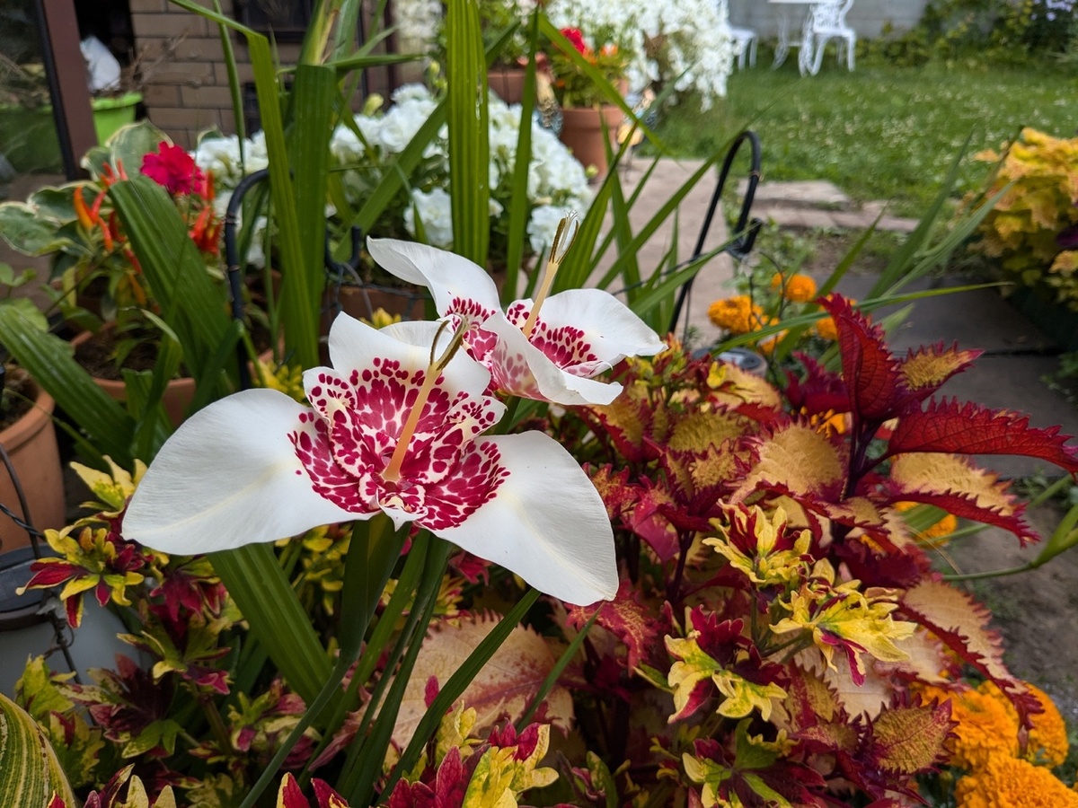 Колеусы Twist and Twirl и Henna