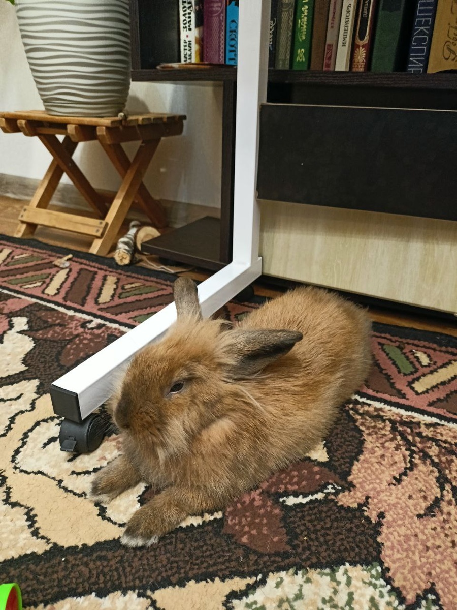 Как только Баняшка стала дотягиваться до подставки с цветком, что видна на фоне, я переставила цветок выше