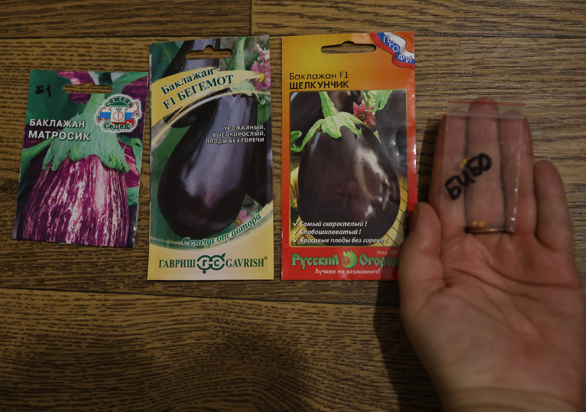 баклажаны на сезон 2025 г