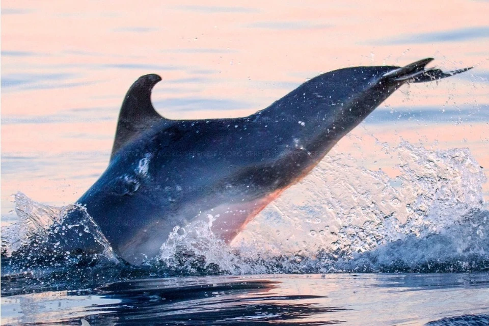 Горбатый дельфин - почётный член кунсткамеры "Воля", которого запечатлели специалисты serenesea.org