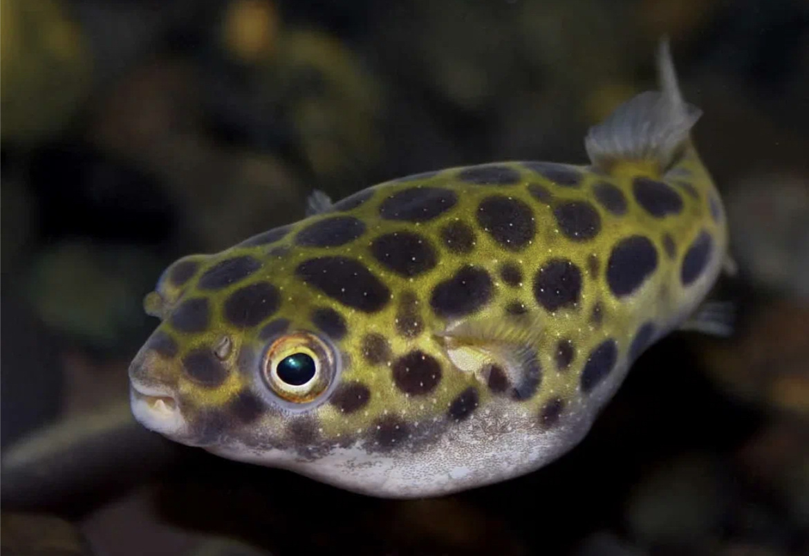 ТЕТРАДОН - ПОМОЩНИК в борьбе с УЛИТКАМИ!
ТЕТРАДОН - одна из самых замечательных рыбок . В добавок ещё и помощник . Часто начинающих аквариумистов пугает её вид , она немного похожа на рыбу-фугу , но она не ядовита , в отличии от своих сородичей !
Рыбка в целом неприхотлива , есть небольшие сложности в характере ! ТЕТРАДОН не совсеми уживается , связанно это с тем , что рыбка замечает мелких рыбок как движущийся корм ! Из-за этого она может ранить мелких рыбок 🐠. Что ЕСТ ТЕТРАДОН? 
Он питается улитками и мелкими личинками ( мотыль, трубочник ) сухие корма рыбка не замечает ! 
Надеюсь эта статья была полезной . Если да , то поставь лайк и подпишись на канал !