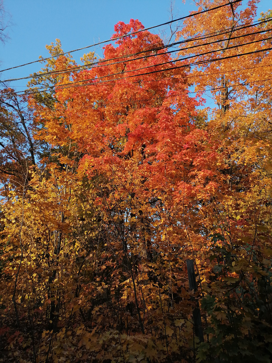 Лес в окрестностях Можайского. Фото с моего телефона