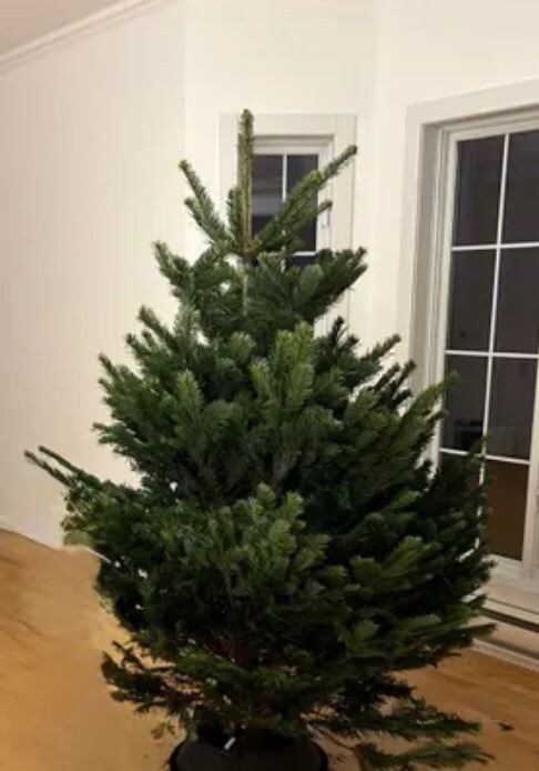 Датская ёлка (иллюстрация – фото с сайта маркетплейса ОЗОН)