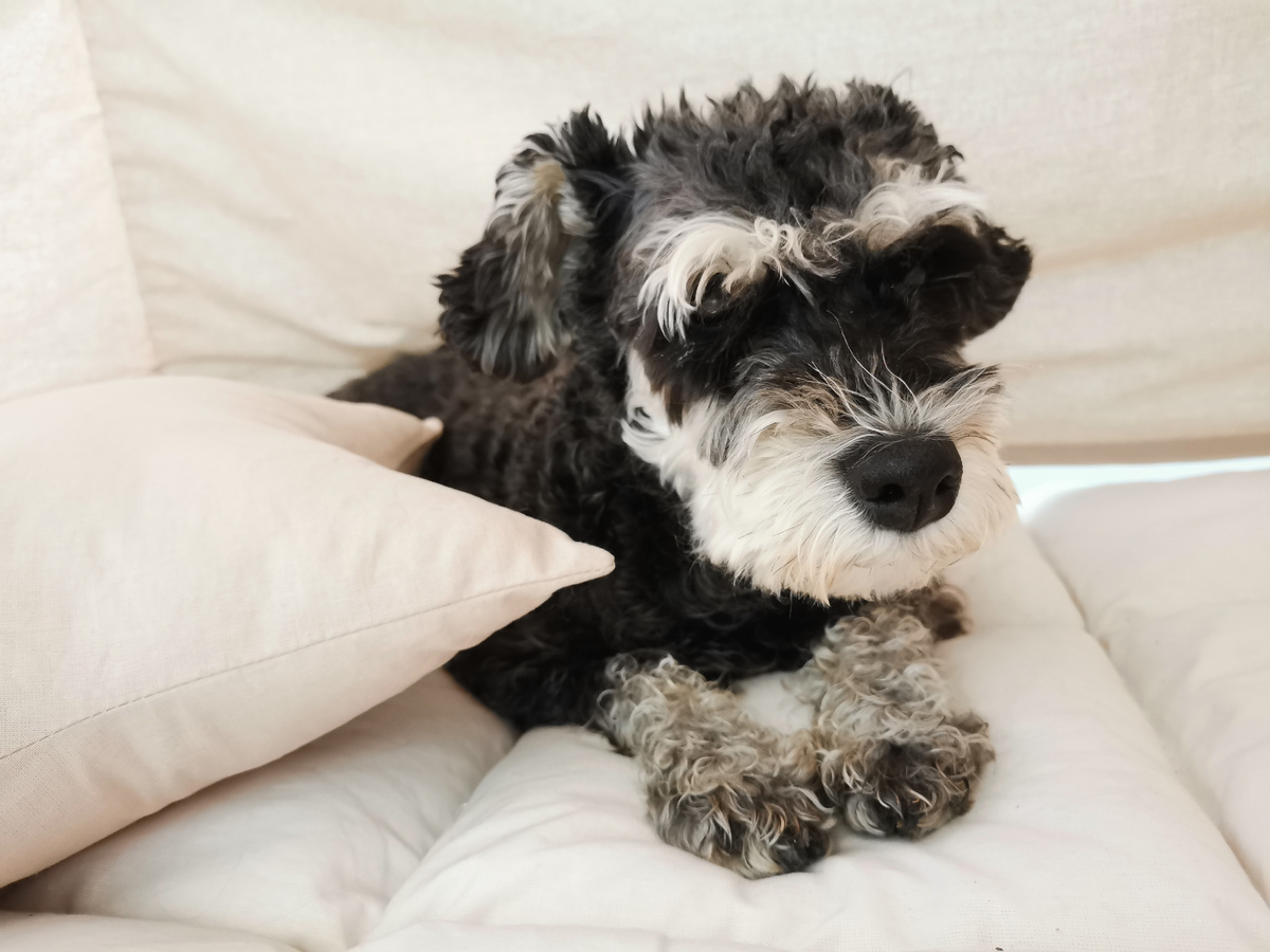 Вот такая смешная она была без бороды - как будто щеночек 