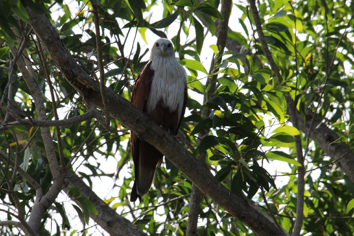 Керала. Индия