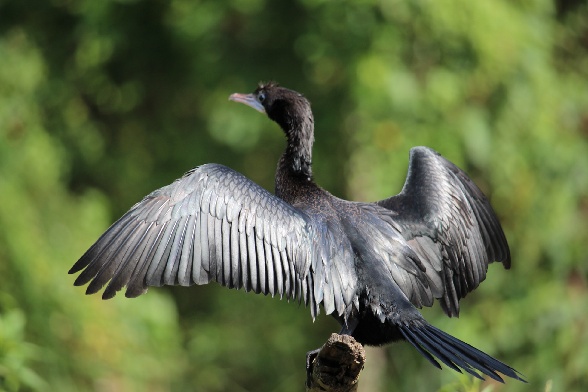 Керала. Индия