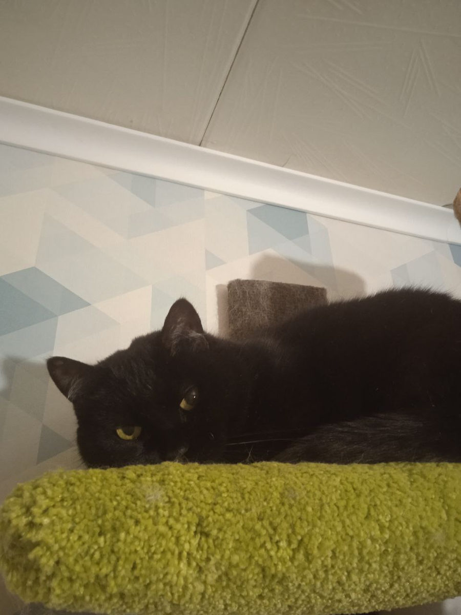 Виспа  на "кошачьем дереве" наблюдает сверху за всеми.