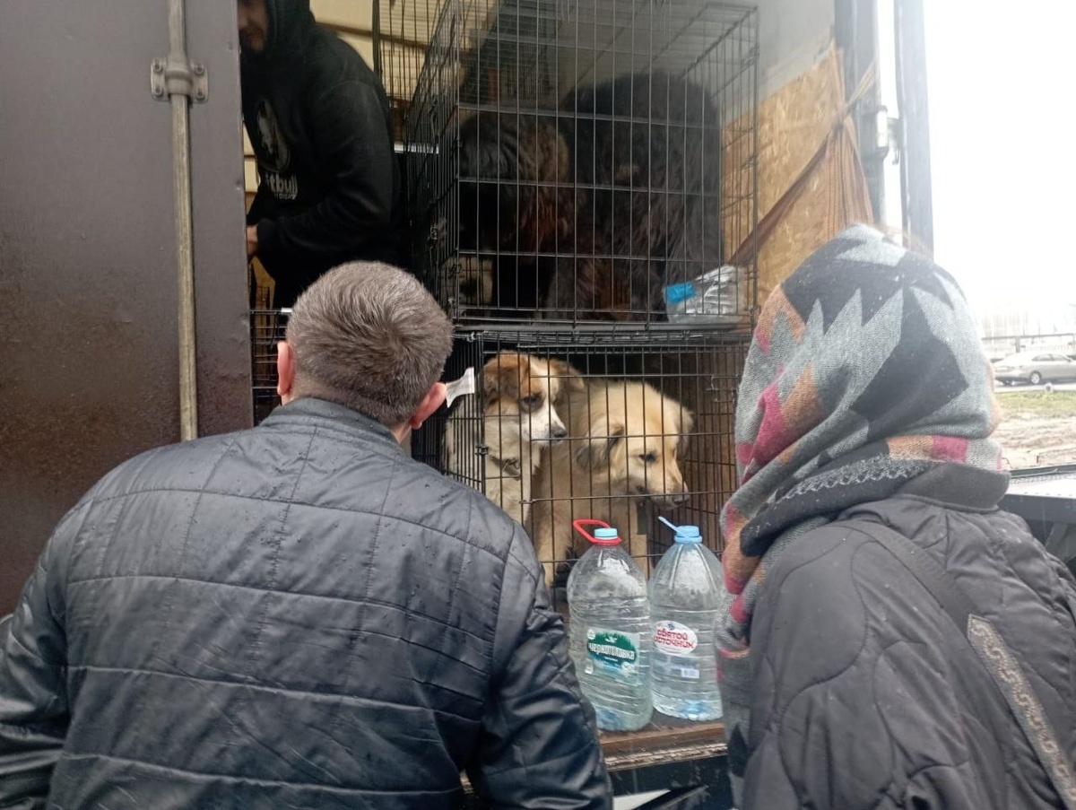 Вот так их привезли в Москву