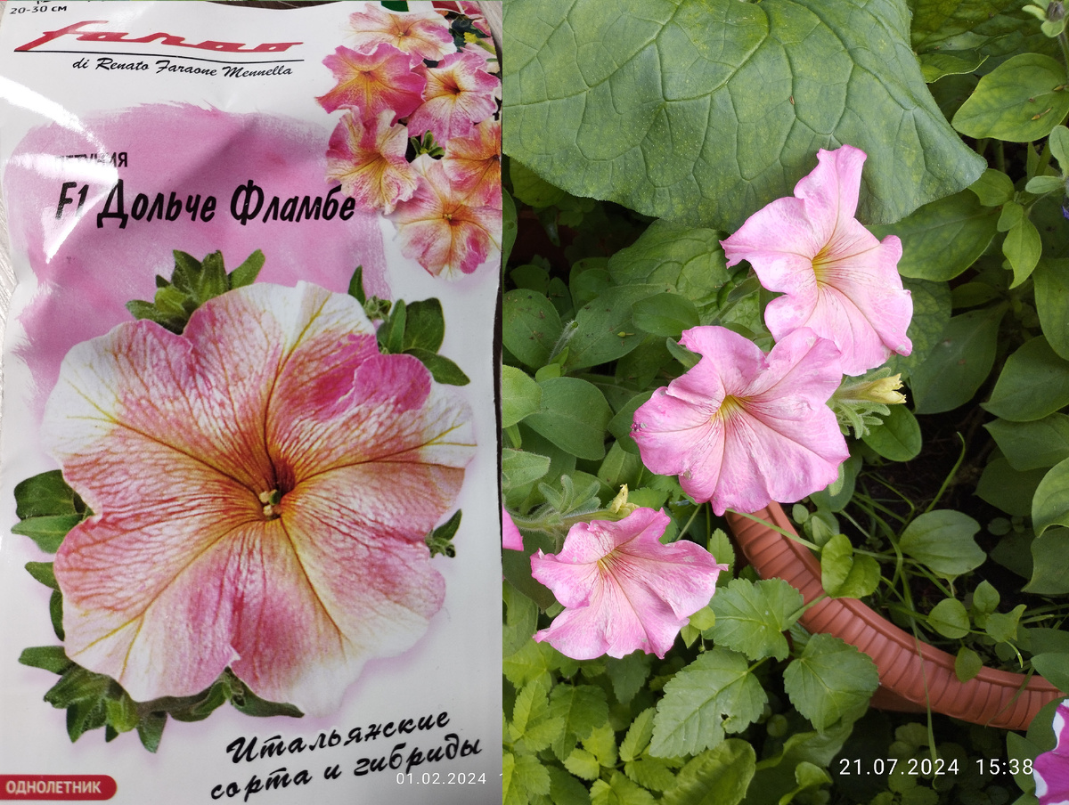 Петуния Дольче Фламбе