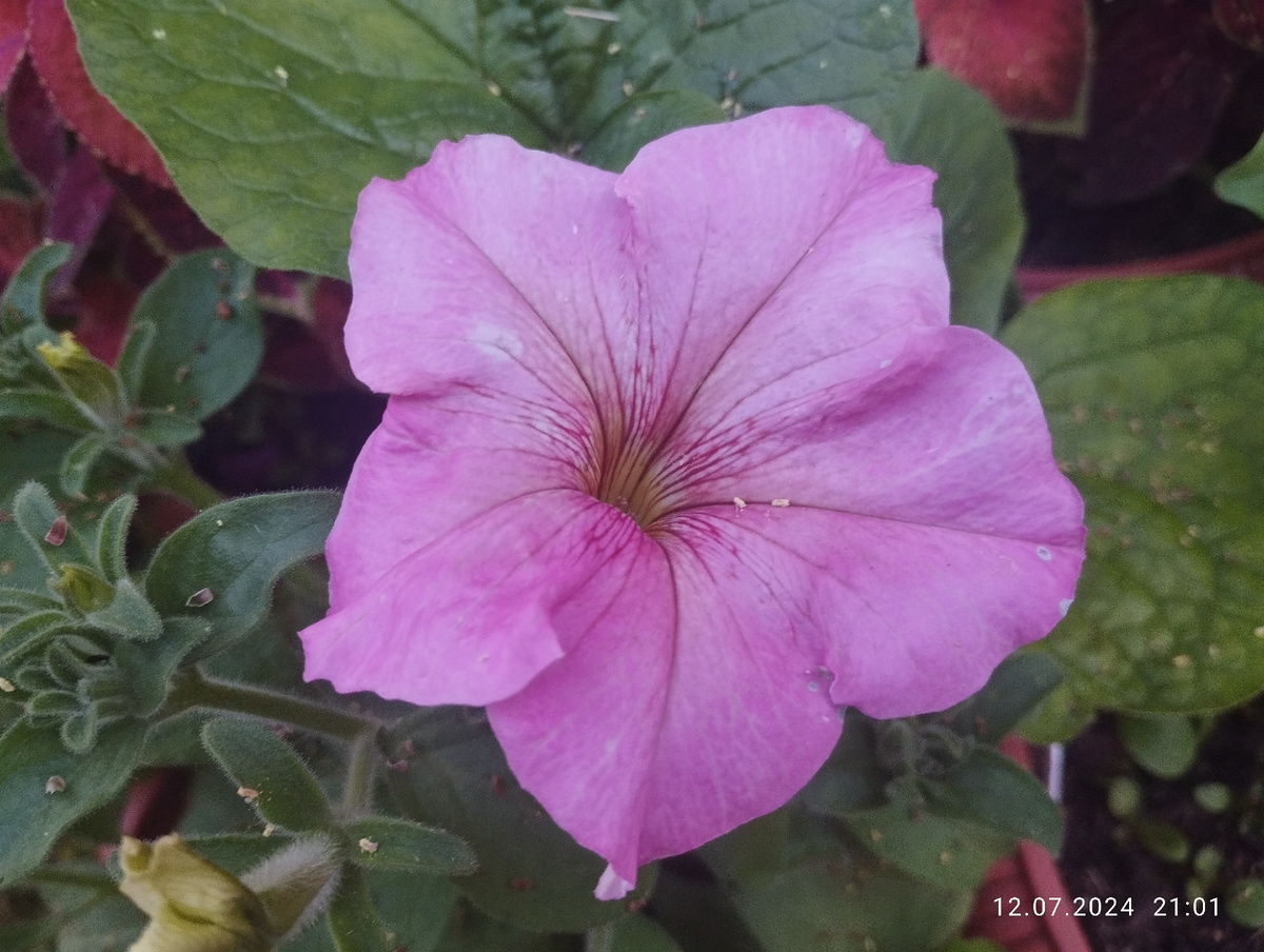 Петуния Дольче Фламбе