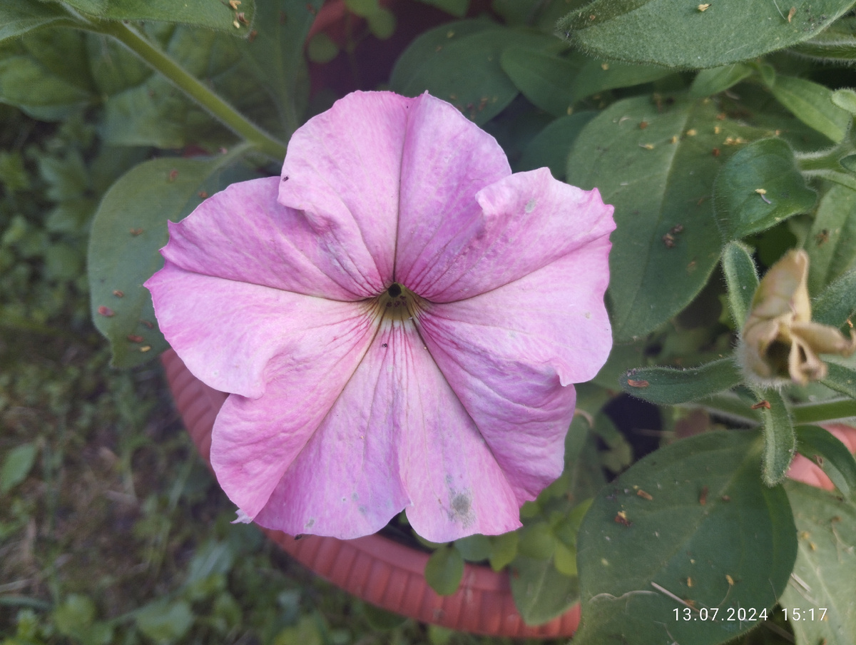 Петуния Дольче Фламбе