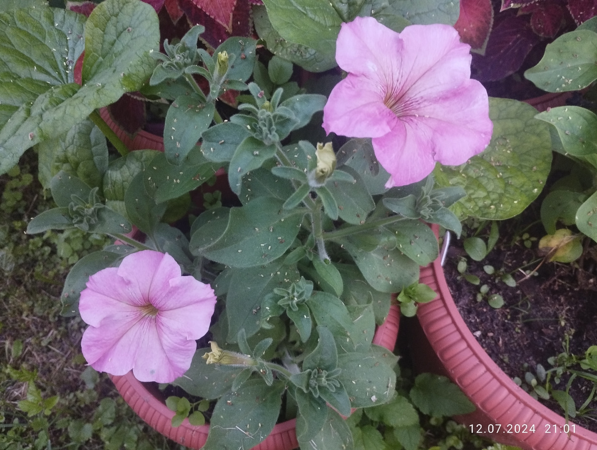 Петуния Дольче Фламбе